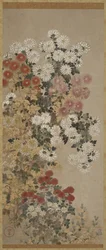 Chrysanten, Hangende Rol, 1600-30