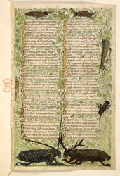 Add. 28841, f.2: Gehoornde kevers, krekels en een sprinkhaan. Verhandeling over de Deugden en Ondeugden, en een anonieme prozageschiedenis van Sicilië (fragment)