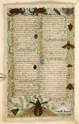 Add. 28841, f.4v: Motten en gehoornde kevers, uit een Verhandeling over de Deugden en Ondeugden, en een anonieme prozageschiedenis van Sicilië (fragment), c.1330-40