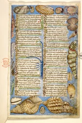 Add. 28841, f.5: Schelpen en zeedier, uit een Verhandeling over de Deugden en Ondeugden, en een anonieme prozageschiedenis van Sicilië (fragment), c.1330-40