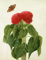 Celosia argentea cristata en vlinder