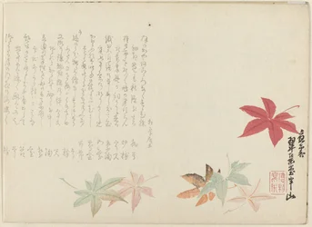 Japanse esdoorn