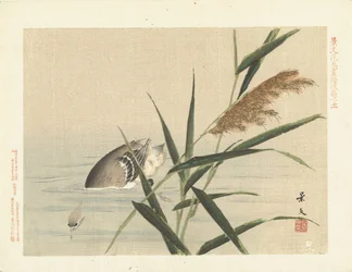Duikende eend bij riet (serie titel)