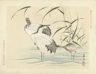 Twee kraanvogels met jong