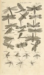 Tab III, Libellen, Illustratie uit 