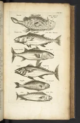 Tab III, Tonijn, Illustratie uit 
