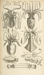 Tab I, Octopus, Illustratie uit 
