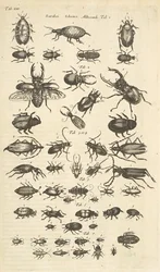 Tab XIII, Kevers, Illustratie uit 