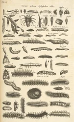 Tab XIX, Rupsen, Illustratie uit 