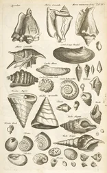 Tab XI, Diverse schelpen, Illustratie uit 