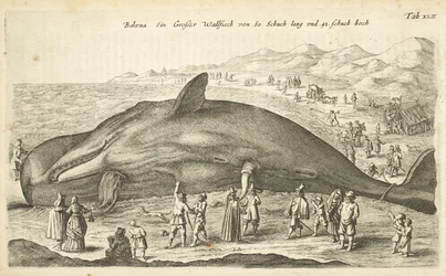 Tab XLII, Walvis, Illustratie uit 
