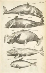 Tab XLI, Walvissen, Illustratie uit 