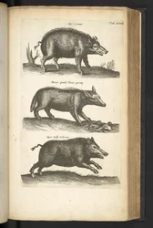 Tab XLVIII, Wild Zwijn, Illustratie uit 