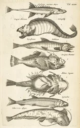 Tab XLVII, Vissoorten, Illustratie uit 