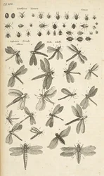 Tab XVII, Libellen, Illustratie uit 