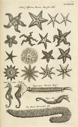 Tab XXVIII, Zeesterren en Zeepaardjes, Illustratie uit 