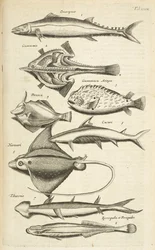Tab XXXIX, Vissoorten, Illustratie uit 