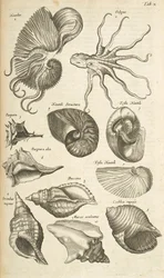 Tab X, Octopus en Nautilus schelpen, Illustratie uit 