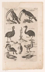 Toekans en andere vogels