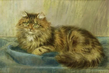 Perzische Kat