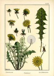 De paardenbloem