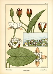 De Waterlelie