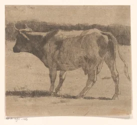 Koe in een weiland