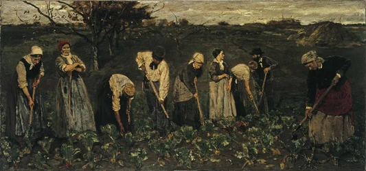 Arbeiders op het bietveld