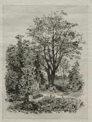 Mijn tuin
