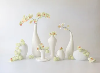 Serene orchideeënschikking