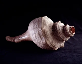 Precolumbiaanse kunst, Maya beschaving, klassieke periode: zeeschelp gebruikt als muziekinstrument (trompet). Uit Uaxactun, Guatemala.