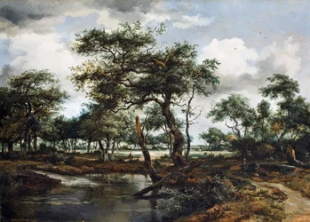 Een vijver in het bos