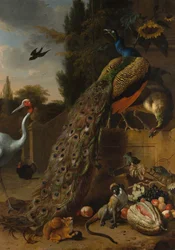 Pauwen, 1683