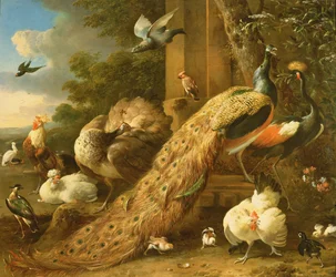 Pauw, parkiet, pelikaan, kraanvogel en pluimvee