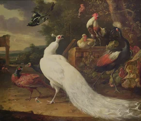 De witte pauw