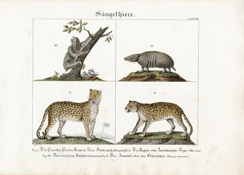 Exotische zoogdieren: Grote katten, luiaards en gordeldieren