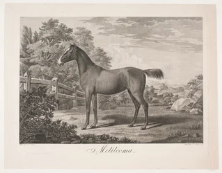 Het paard 