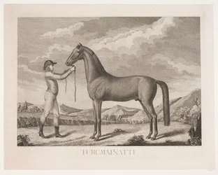 Het paard 