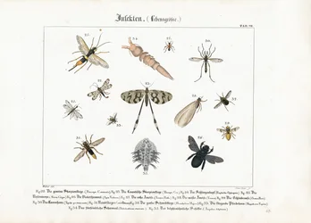 Diverse insecten met focus op vliesvleugeligen en Diptera