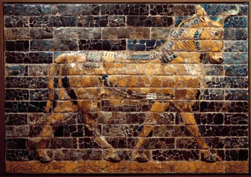Mesopotamië: stier in beweging. Geglazuurde tegels van de Ishtarpoort. Babylon (Irak) ten tijde van koning Nebukadnezar II. Nationaal Irak Museum, Irak