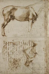 Anatomische studie van een paard, 1504
