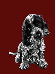 Rosie, de cocker spaniel, op rood oxide, 2020