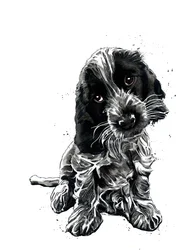 Rosie, de cocker spaniel, op wit, 2019