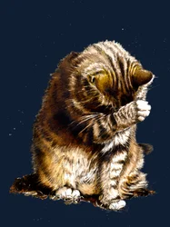 Smallfry De Kat op Middernacht Blauw