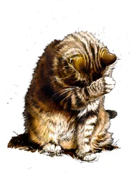Smallfry De Kat op Wit