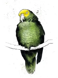 De Amazone Papegaai op Wit, 2020