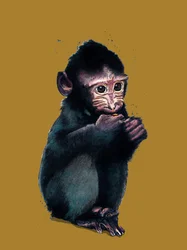 De Baby Makaak op Goudgeel, 2020