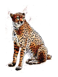 De Cheetah op Wit, 2020