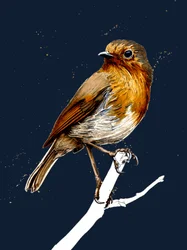 De Roodborst op Middernachtblauw