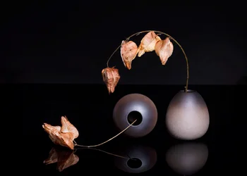 Gedroogde lampionplanten